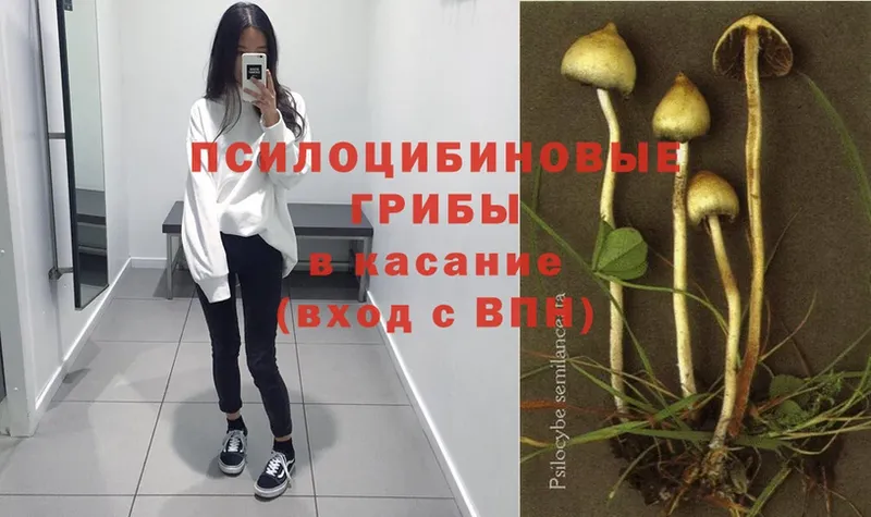 Псилоцибиновые грибы MAGIC MUSHROOMS  купить наркоту  Ивдель 